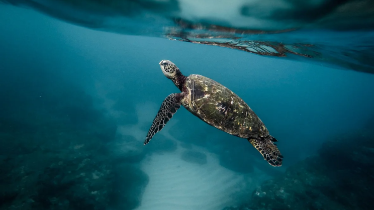 sea-turtle-swimming-underwater-lagoon-2