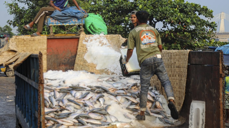Hilsa