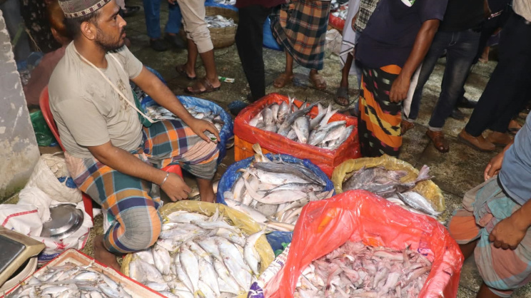 Hilsa