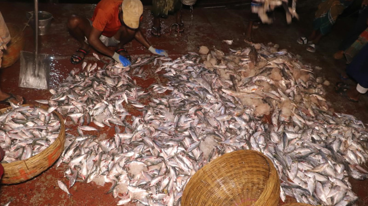 Hilsa