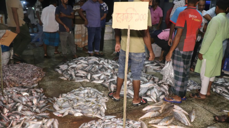 Hilsa