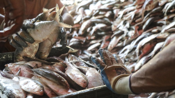 Hilsa