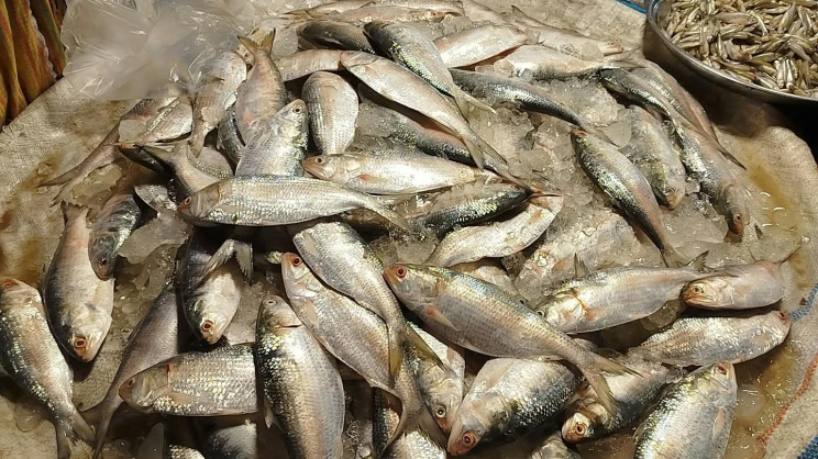 Hilsa