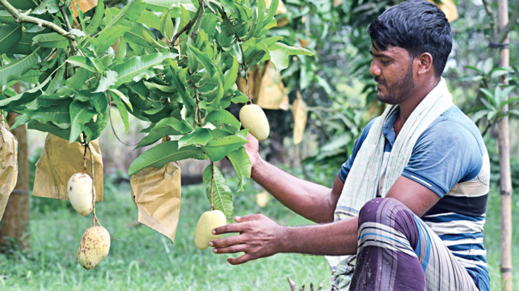 আম বিপ্লব