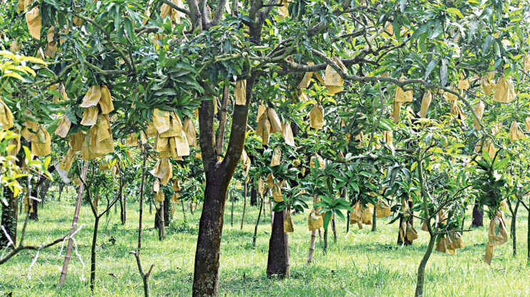 আম বিপ্লব