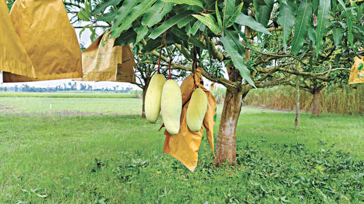 আম বিপ্লব