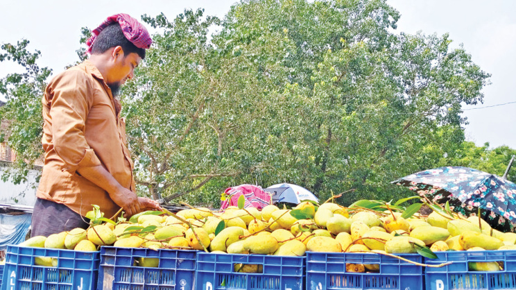 আম বিপ্লব