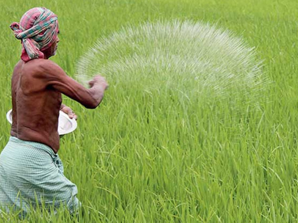 বাংলাদেশের ৯৫ শতাংশ কৃষক অসম মাত্রায় সার ব্যবহার করেন: বিশ্বব্যাংক