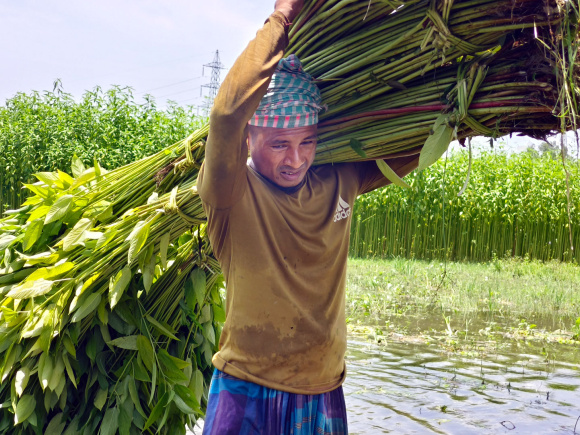পাট