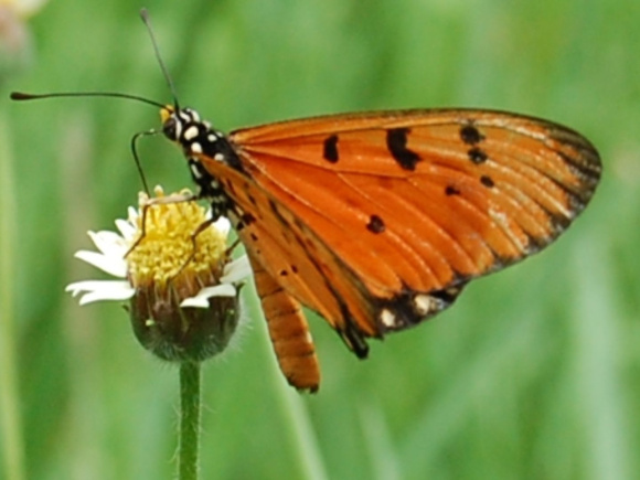 টাউনি কোস্টার। 