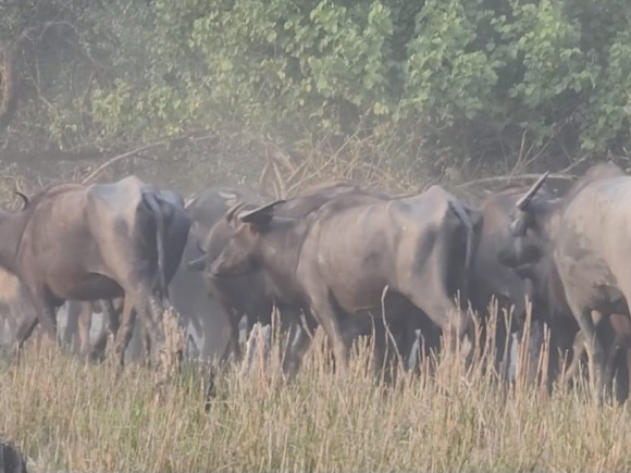 wild buffalow