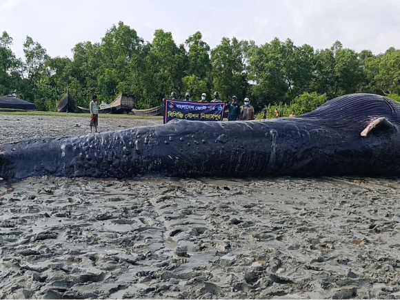 মৃত তিমি
