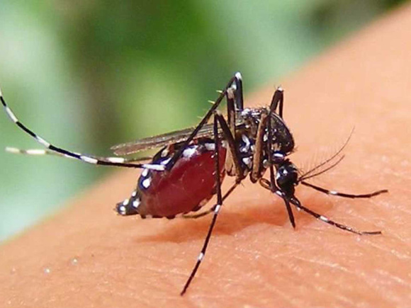 ডেঙ্গু