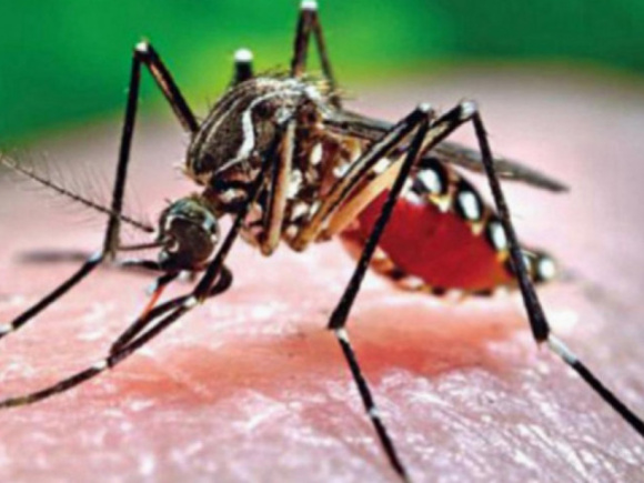 dengue_5_1_1_1.jpg