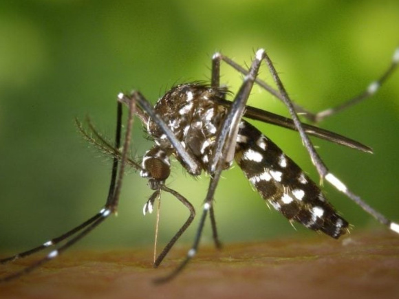 ডেঙ্গুতে একদিনে মৃত্যু