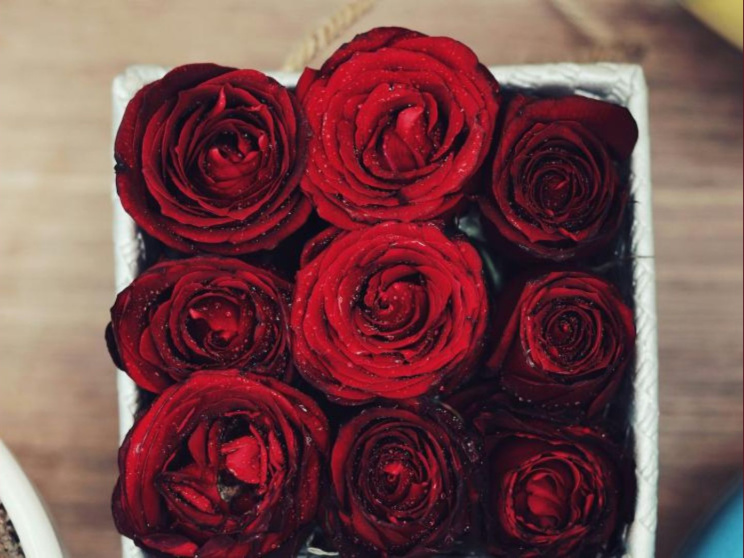 শীতে বারান্দা কিংবা ছাদ রঙিন করে তুলবে যেসব গাছ