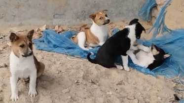 ছবি: সংগৃহীত