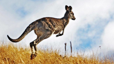 Kangaroo