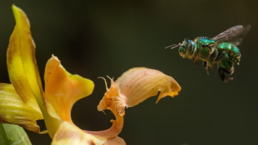 ফুল ফোটার সময় পরিবর্তন হয়েছে। ছবি: গার্ডিয়ান