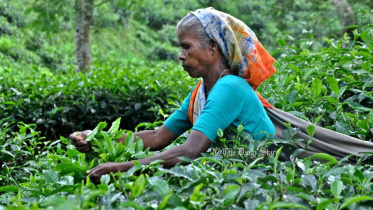 Tea output edges up in 2025 despite export headwinds