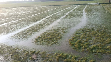 Noakhali-Crops-Damage