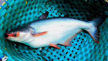 big_pangasius_bangladesh