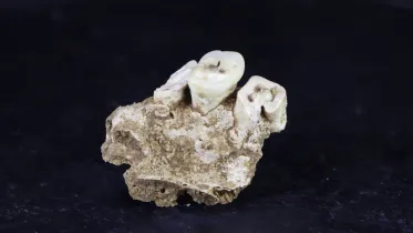 maros-lbb-1a_human_maxilla_fragment
