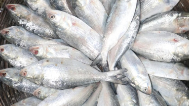 Hilsa