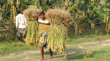 রংপুরে কৃষকের ধান কাটা