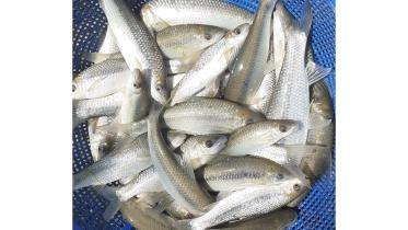 Angush Fish.jpg