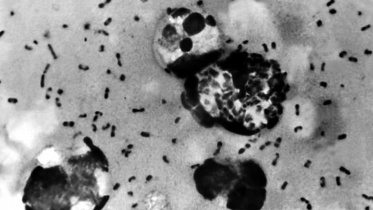 Bacteria2.jpg