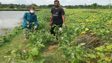 Bagerhat_Eggplant_15Sep20.jpg