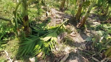 Bagerhat Gach Kata Pic 2.jpg