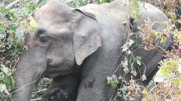 bandarban_elephant-2.jpg