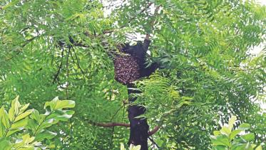 beehive.jpg