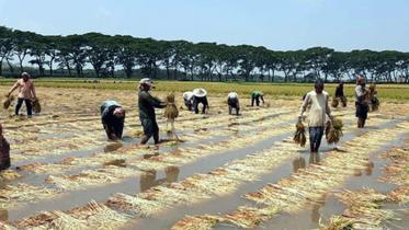 Benapole_Paddy_9May2020