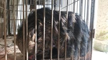 Binturong