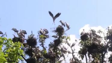 bird_nest.jpg