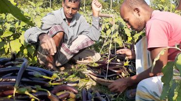 Brinjal_Lalmonirhat_29Nov20.jpg