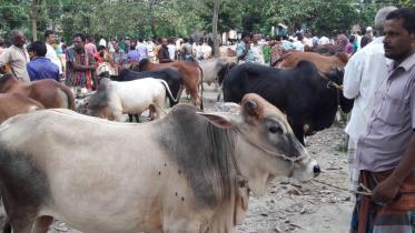 cattle