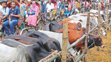 cattle market