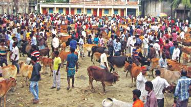 cattle_market-3.jpg