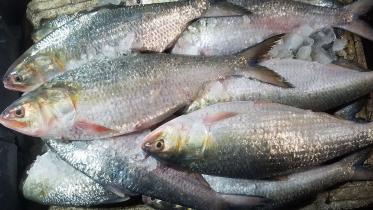 chandpur hilsa