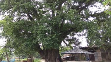 Chapainawabganj tetul-1 (1).jpg