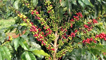 Coffee in Bangladesh 1.jpg