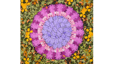 Coronavirus-David-Goodsell-1.jpg