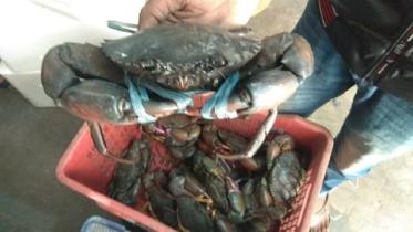 crab_2.jpg
