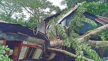 cyclone bulbul