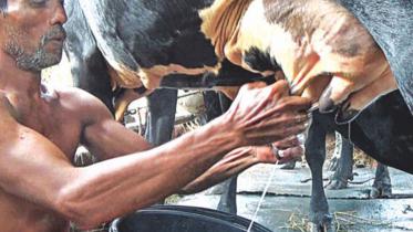 dairy farmer
