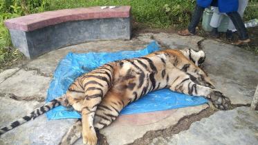 Dead Tiger Pic 333.jpg